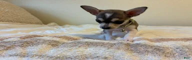 Chihuahua 1