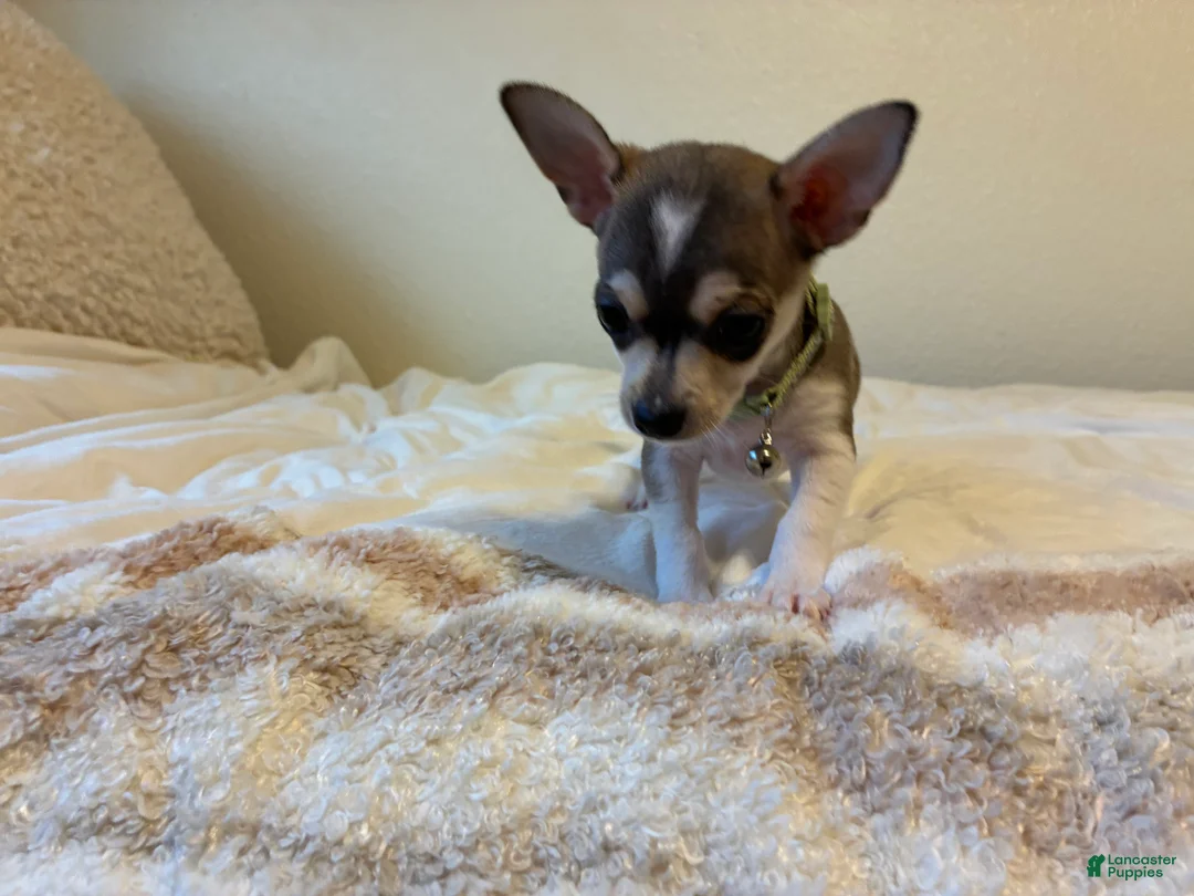 Chihuahua dogs for sale: Chihuahua 1 - Ad 1