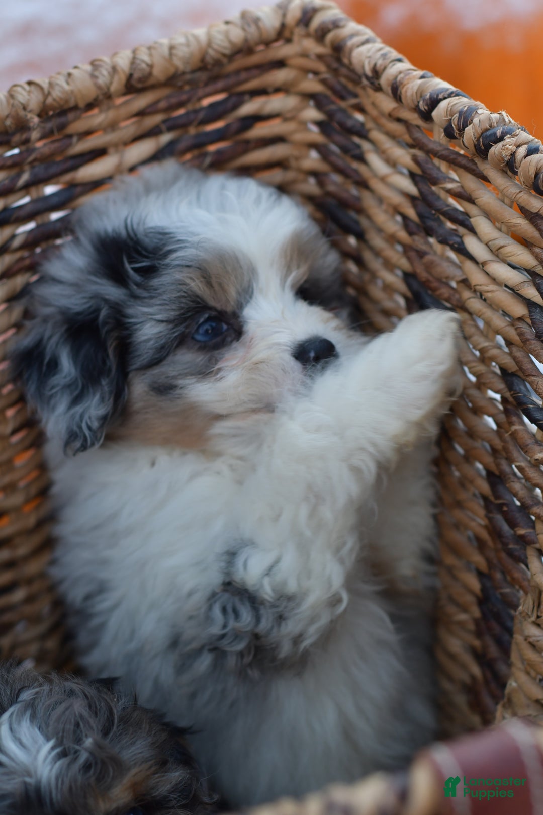 Mini Aussiedoodle dogs for sale: Cash - Ad 39