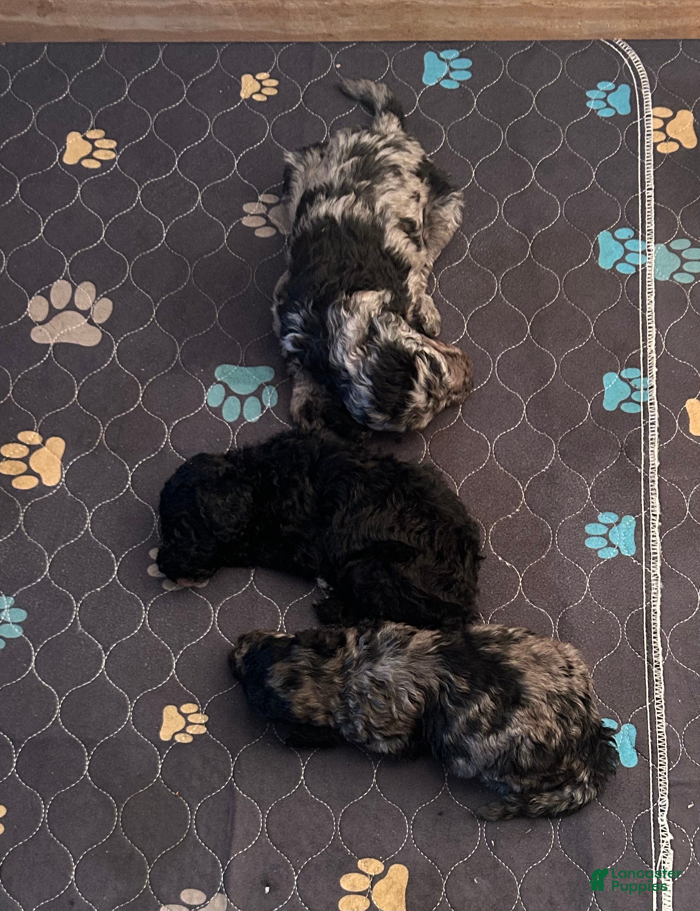 Standard Poodle dogs Standard Poodle 1 - Ad 1