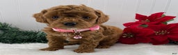 Toy Poodle dogs for sale: Tina - Ad 2