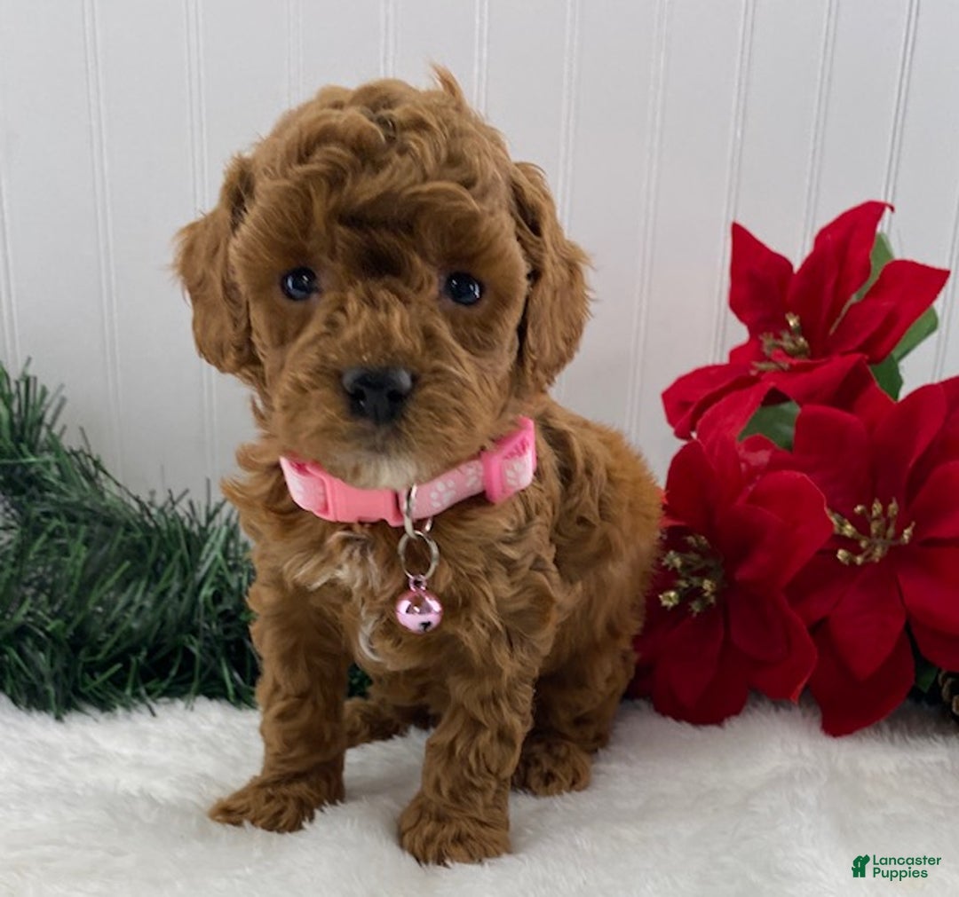 Toy Poodle dogs for sale: Tina - Ad 2