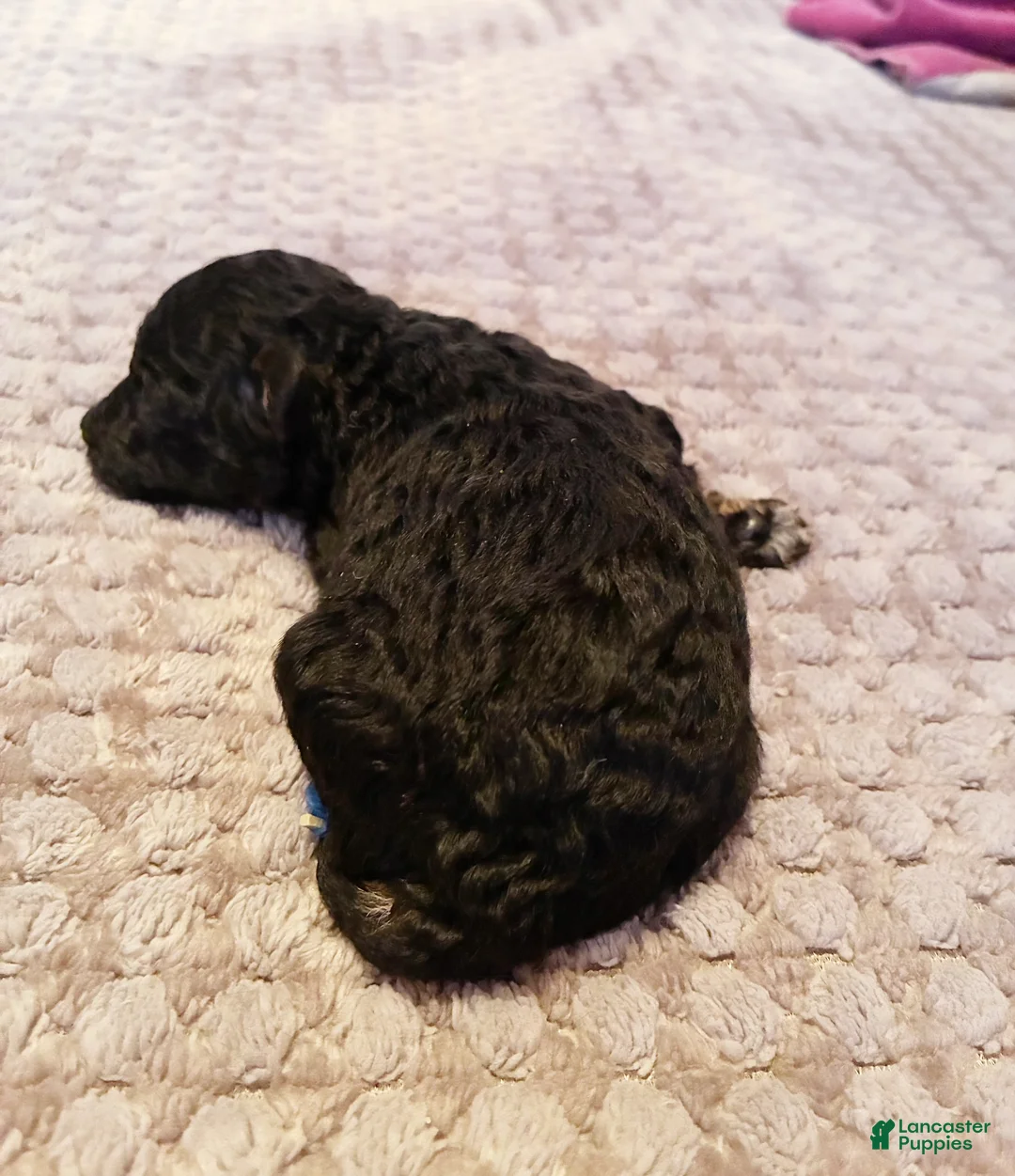 Toy Poodle dogs for sale: Iras Tut , Toy Poodle Puppy  - Ad 4