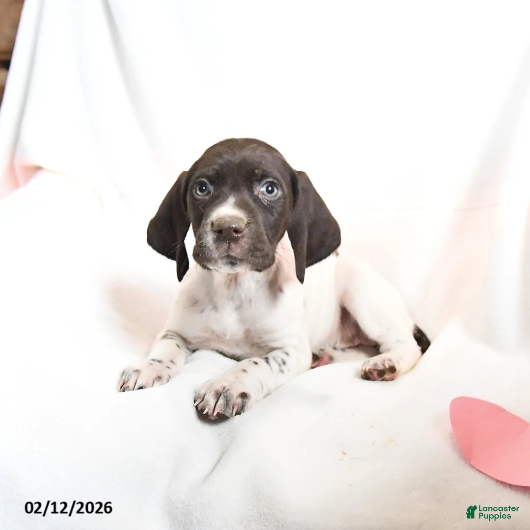 German Shorthaired Pointer dogs for sale: Rolo - Ad 4