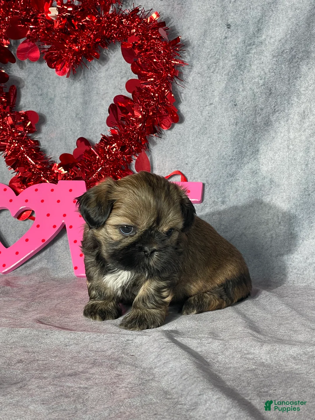 Shih Tzu dogs for sale: Theo - Ad 2