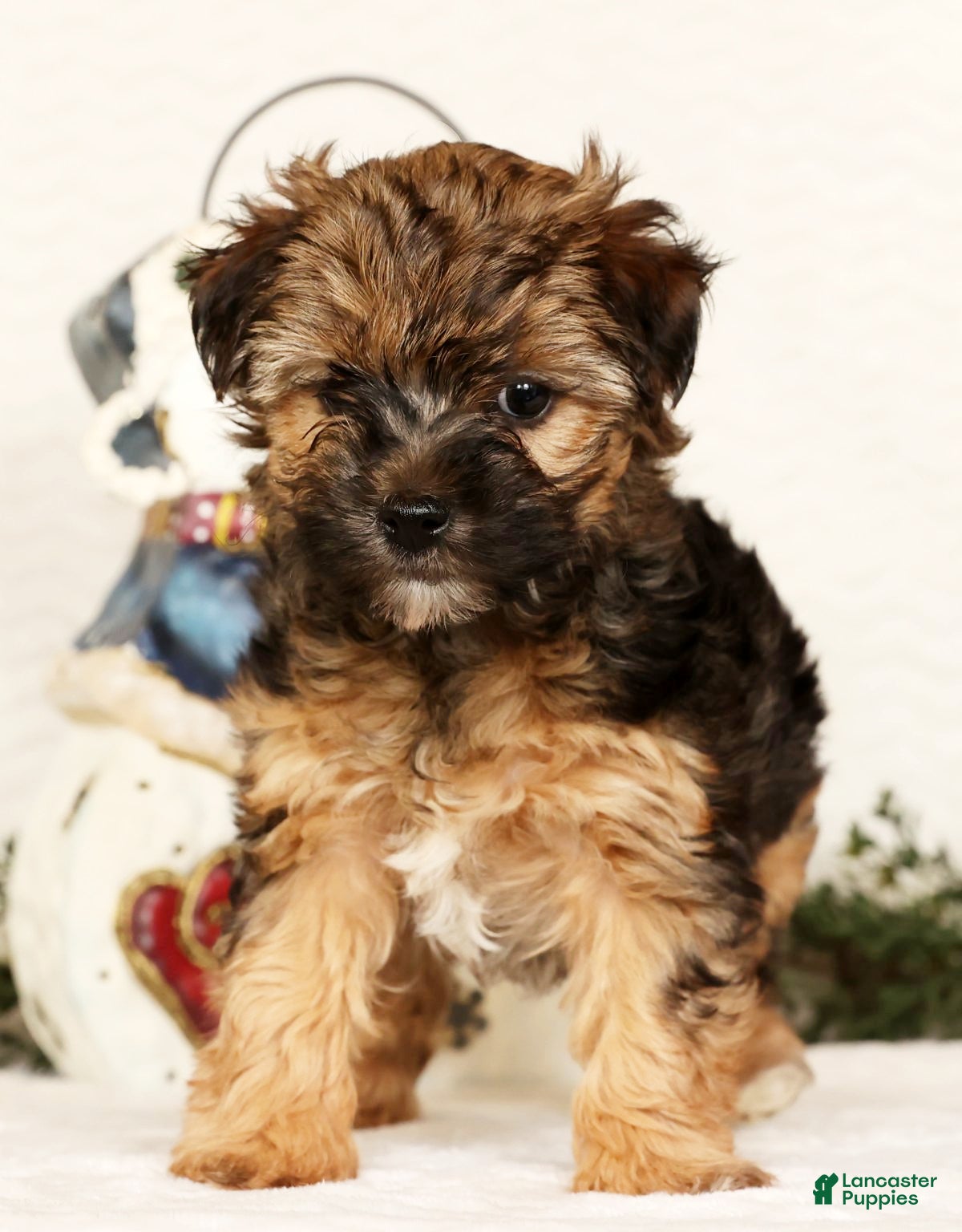 Yorkiepoo dogs Rosie  3lbs - Ad 4