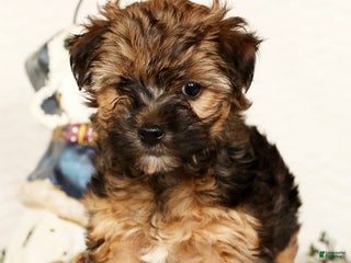 Yorkiepoo dogs Rosie 3lbs - Ad 2