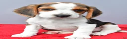 Beagle dogs for sale: Della - Ad 8