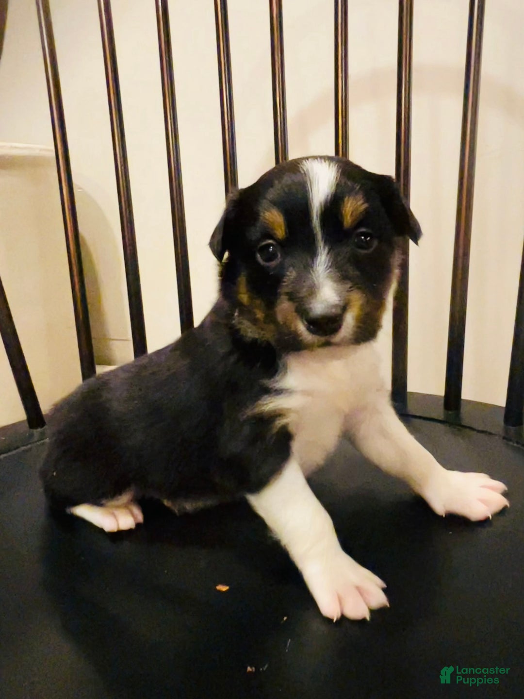 Australian Shepherd dogs for sale: Buster - Ad 3
