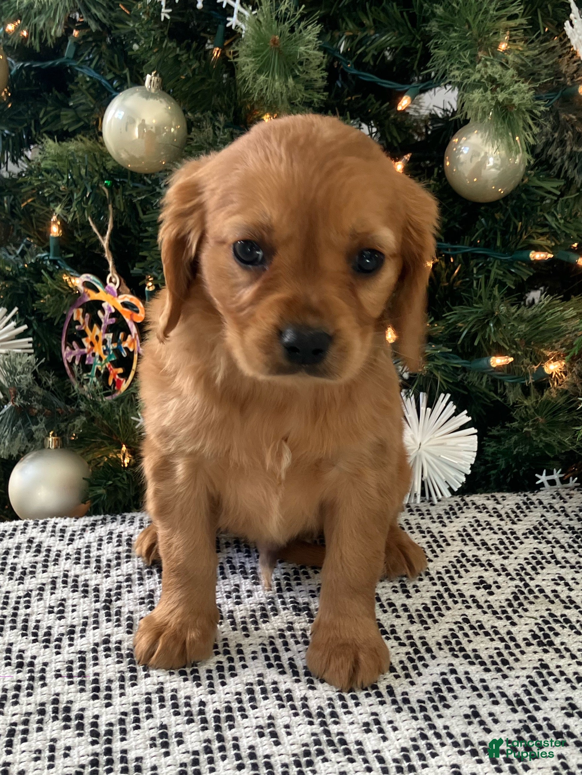 Miniature Golden Retriever dogs Lenny - Ad 28
