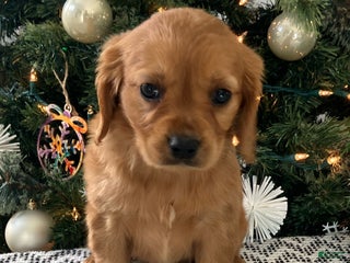 Miniature Golden Retriever dogs Lenny - Ad 39