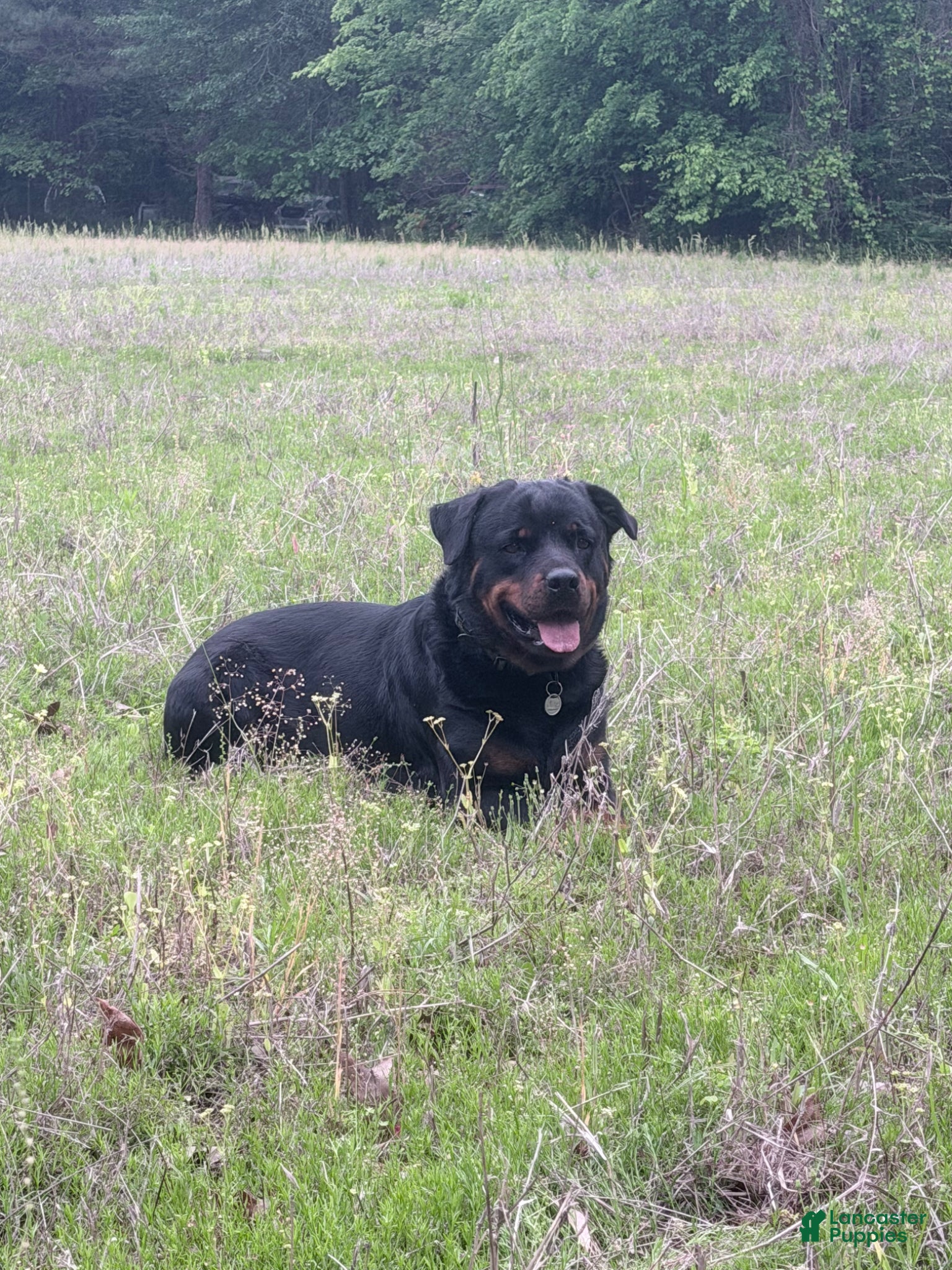 Rottweiler dogs Rottweiler Puppy 5 - Ad 2