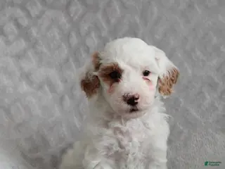 Cavapoo dogs Sugar - Ad 11