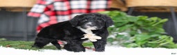 Portuguese Water Dog dogs for sale: Zeke - Ad 7