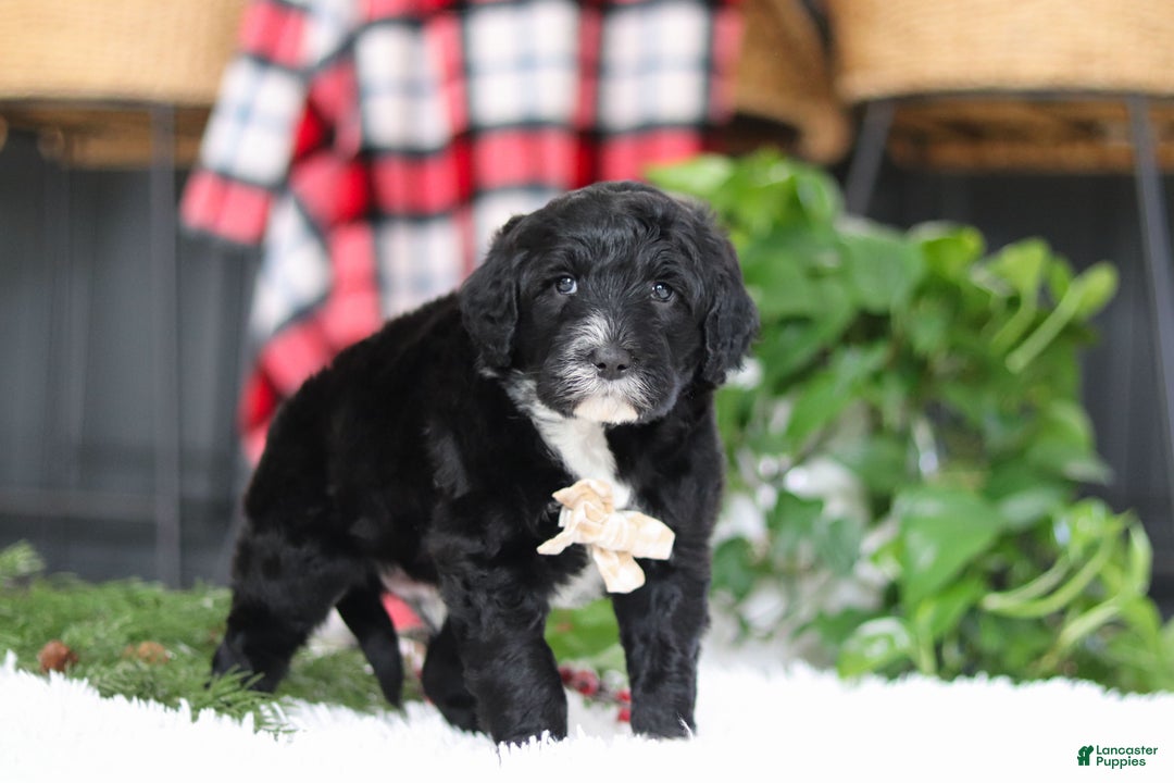 Portuguese Water Dog dogs for sale: Zeke - Ad 7