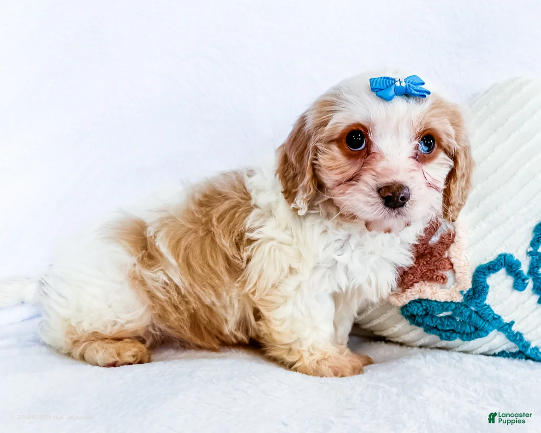 Cavapoo dogs for sale: Zoee - Ad 3
