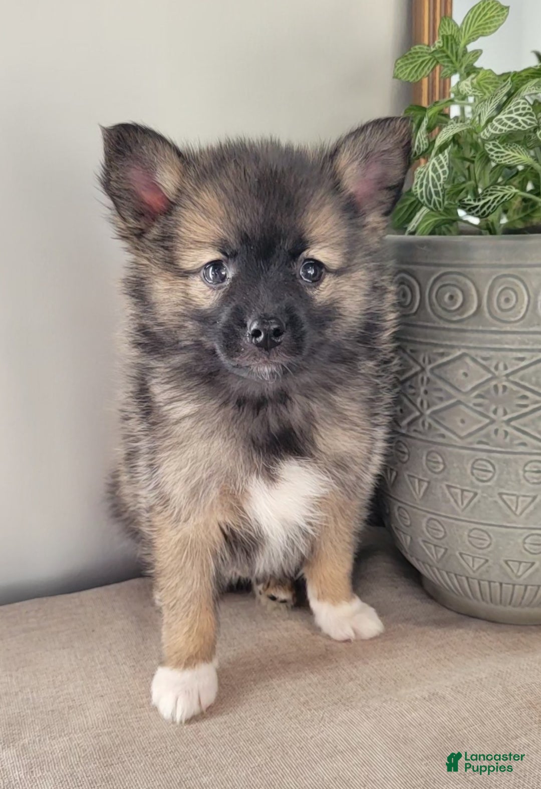 Pomsky dogs for sale: Ryker - Ad 1