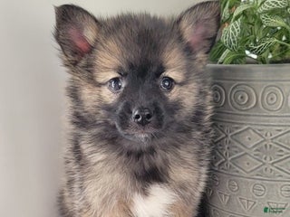 Pomsky dogs Ryker - Ad 4