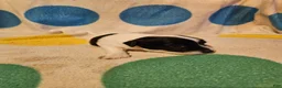 Chihuahua dogs for sale: Emma - Ad 16