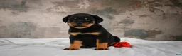 Rottweiler dogs for sale:  Hazel 🐾 - Ad 8