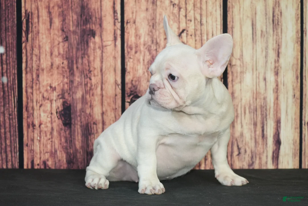 French Bulldog dogs for sale: French Bulldog Puppy 2 - Ad 4