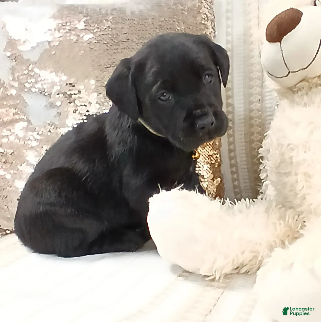 Labrador Retriever dogs for sale: FERN - Ad 4