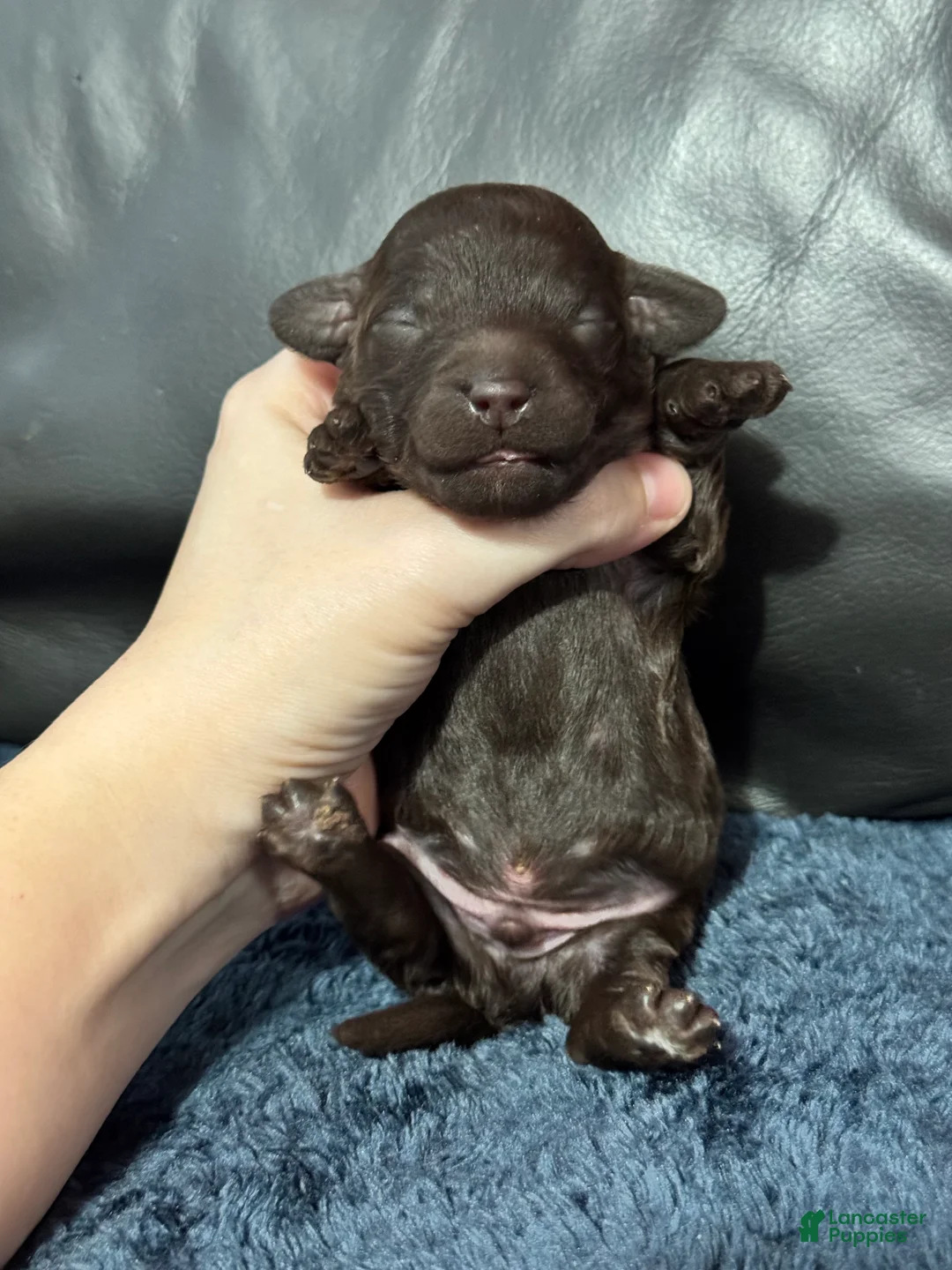 Mini Aussiedoodle dogs for sale: S’more - Ad 6