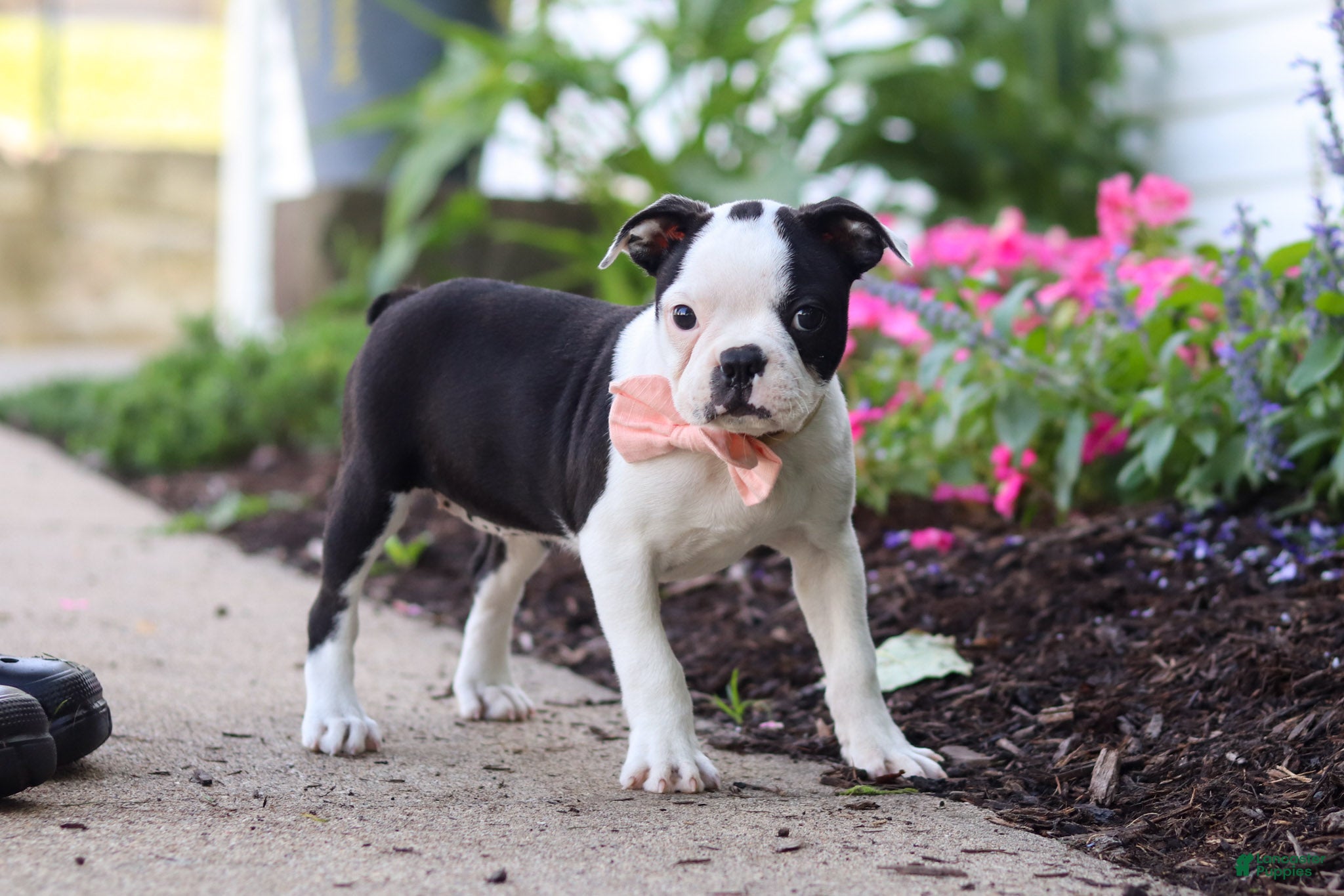 Boston Terrier dogs Sherry - Ad 2