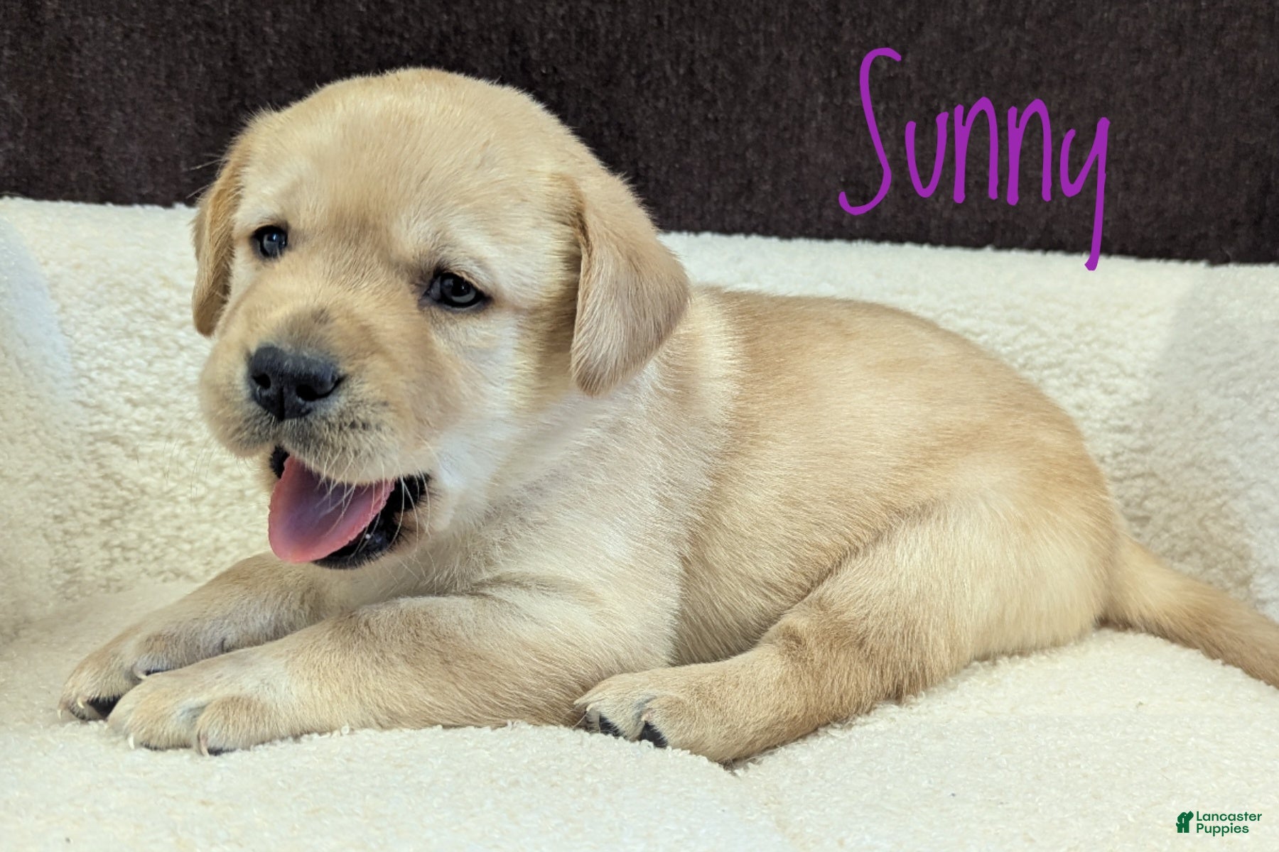 Labrador Retriever dogs Sunny - Ad 1