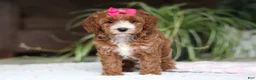 Cavapoo dogs for sale: Izzy - Ad 4