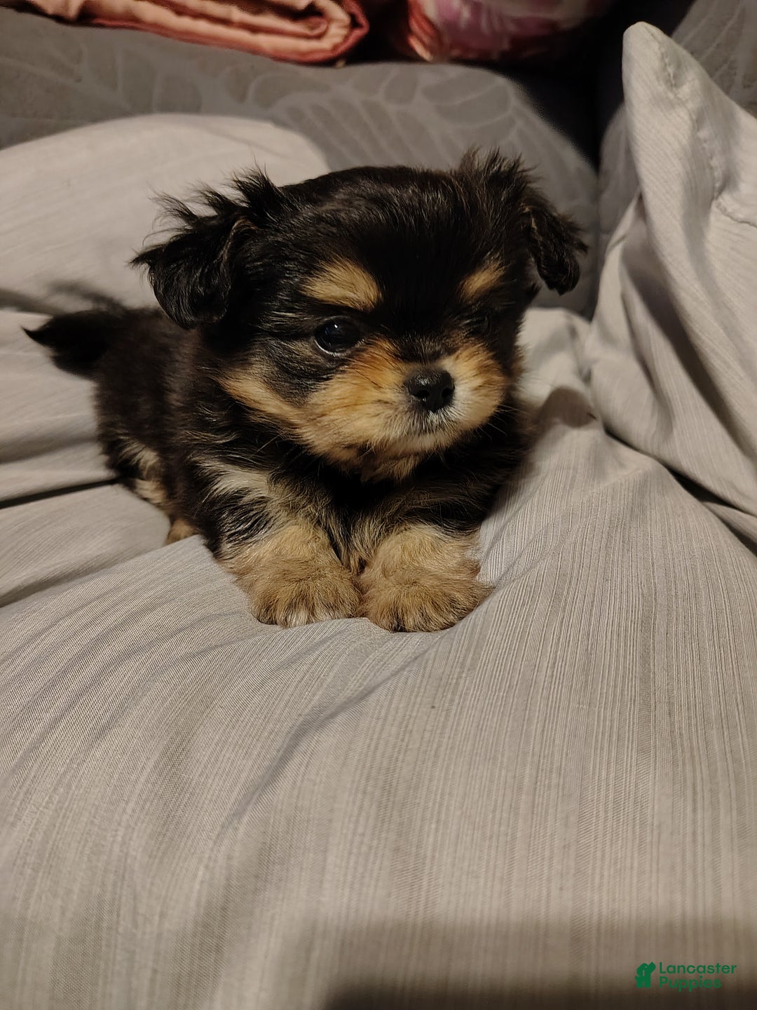 Maltese Chihuahua Mix Rottweiler Maltese Mix Short Hair Malchi