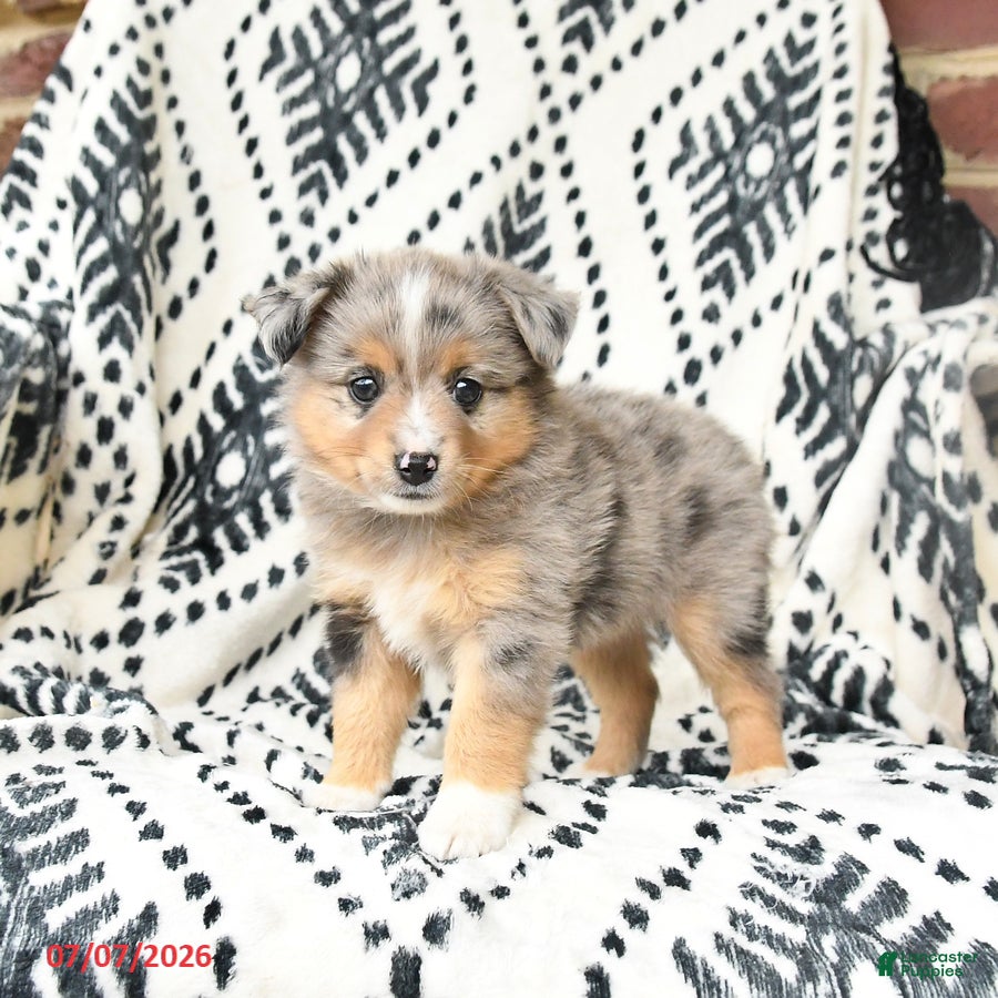 Miniature Australian Shepherd dogs Maisie - Ad 1