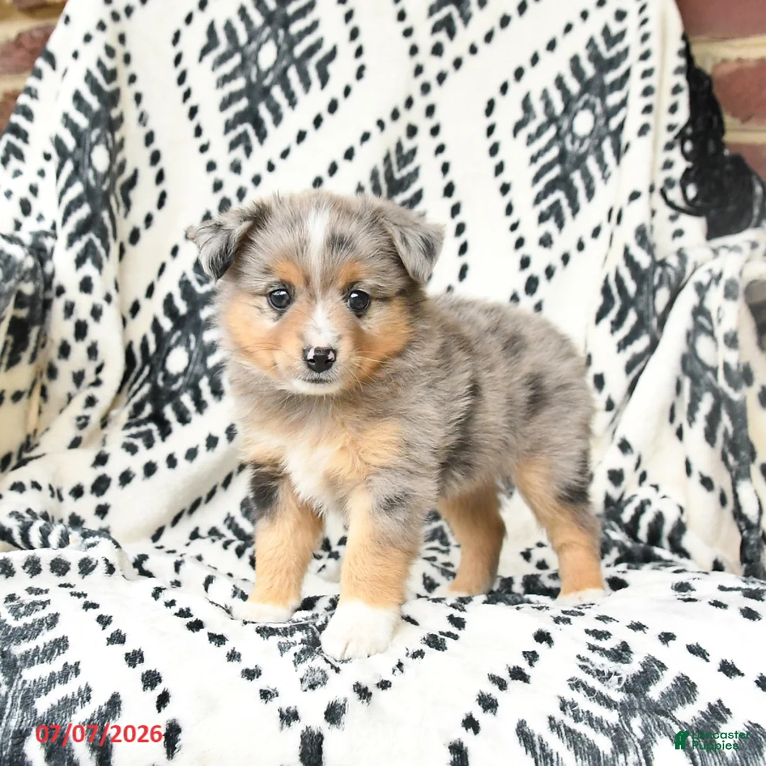 Miniature Australian Shepherd dogs for sale: Maisie - Ad 1