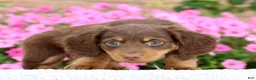 Miniature Dachshund dogs for sale: Daisy - Ad 5