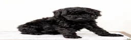 Mini Goldendoodle dogs for sale: Arjun - Ad 2