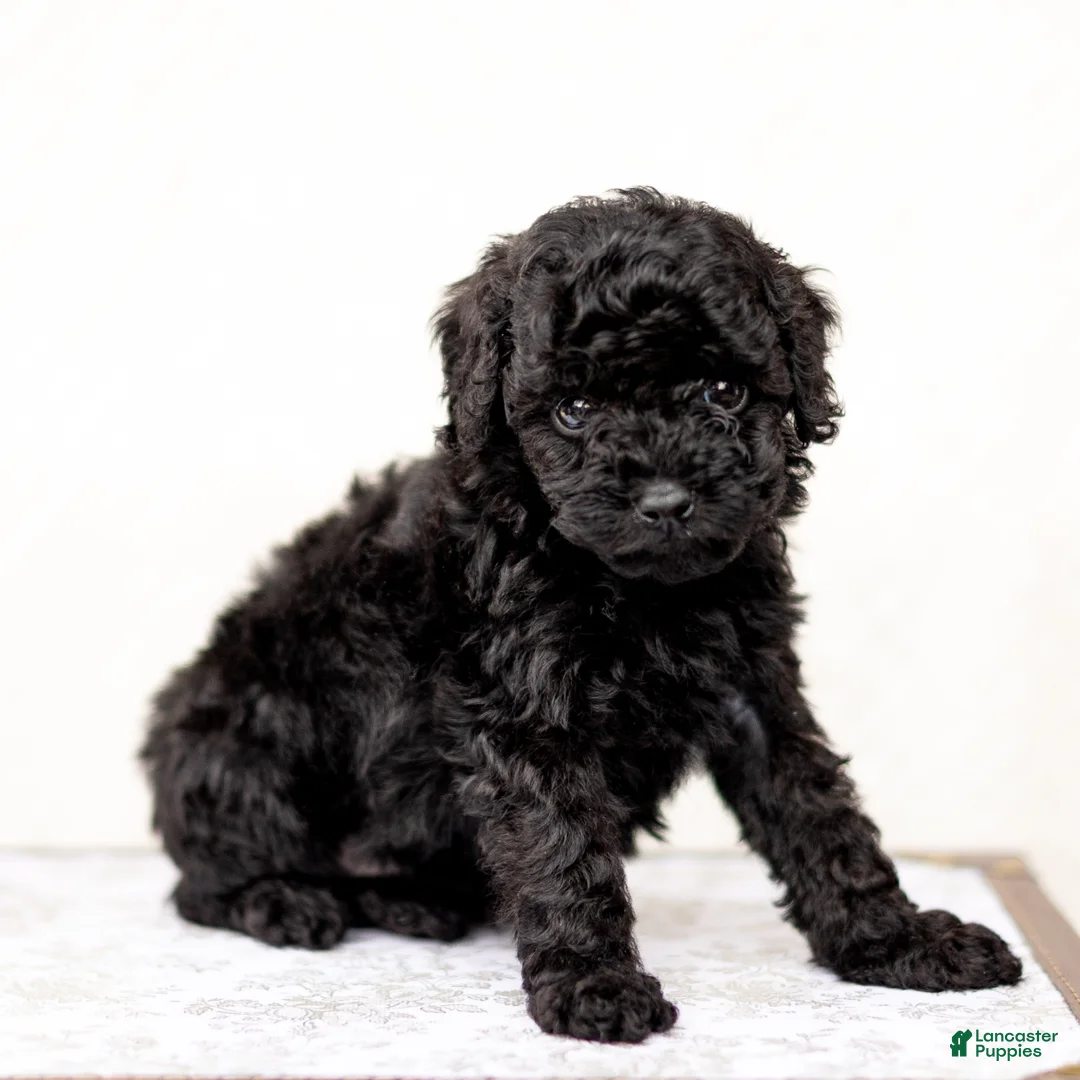 Mini Goldendoodle dogs for sale: Arjun - Ad 2