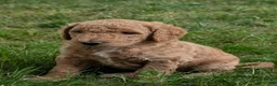 Goldendoodle dogs for sale: Pokie - Ad 8