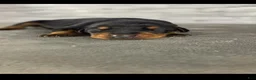 Doberman Pinscher dogs for sale: Phantom's The Generator "VJ edgecombe" European - Ad 2