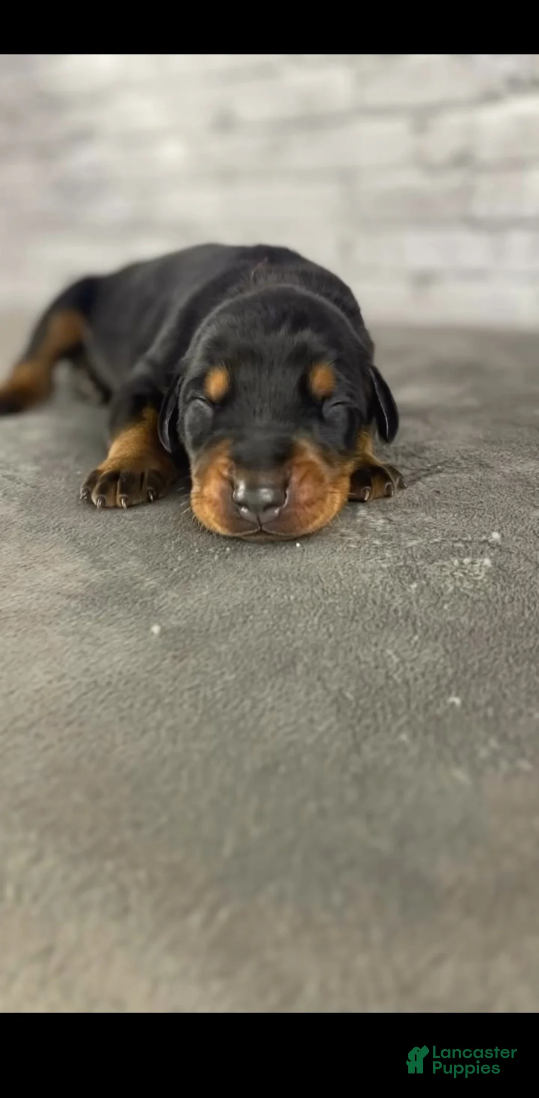Doberman Pinscher dogs for sale: Phantom's The Generator "VJ edgecombe" European - Ad 2