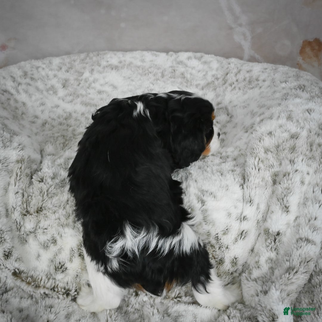 Cavalier King Charles Spaniel dogs for sale: Lynn - Ad 9