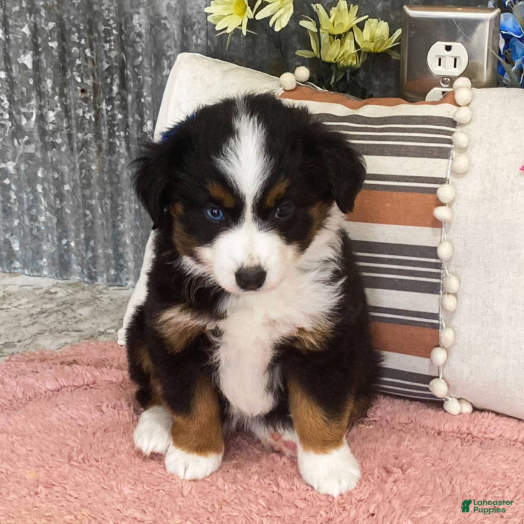 Miniature Australian Shepherd dogs Peanut Miniature Australian Shepherd Puppy  - Ad 1