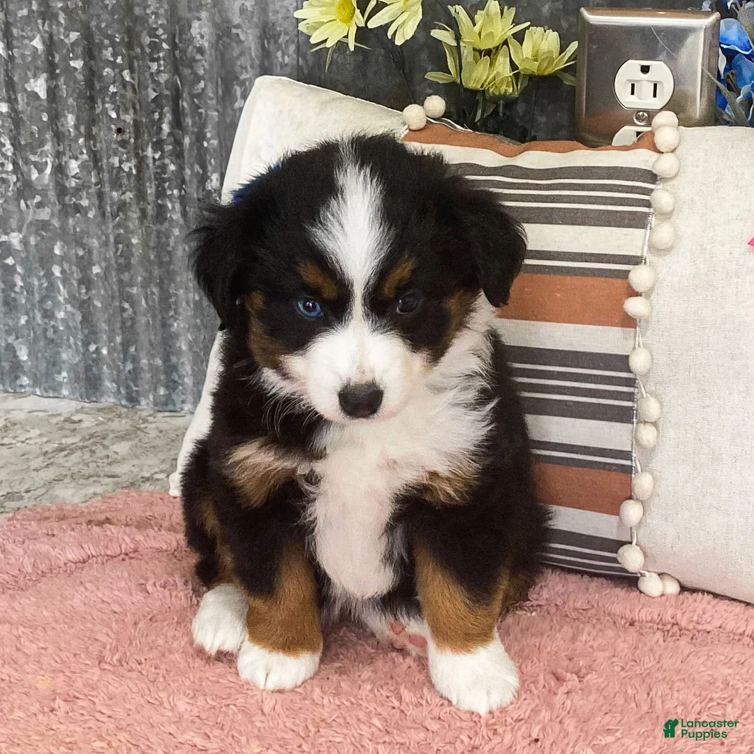 Miniature Australian Shepherd dogs for sale: Peanut Miniature Australian Shepherd Puppy  - Ad 1