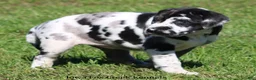 Great Dane dogs for sale: Emily - Ad 4