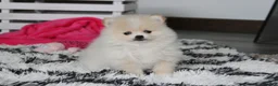Pomeranian dogs for sale: Raine - Ad 11