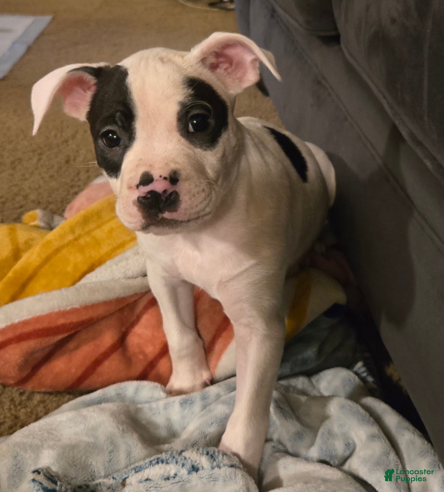 Mixed Breed dogs Mixed Breed 4 - Ad 23