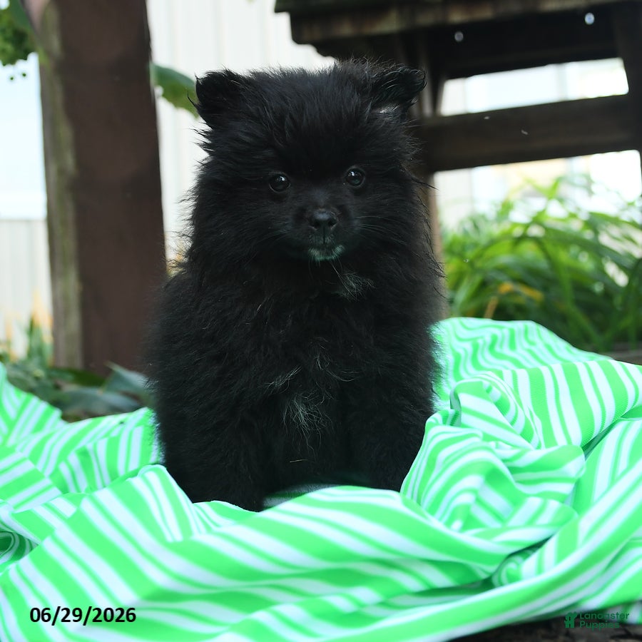 Pomeranian dogs for sale: Daffy - Ad 1