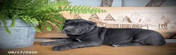 Cane Corso dogs for sale: Sasha - Ad 4