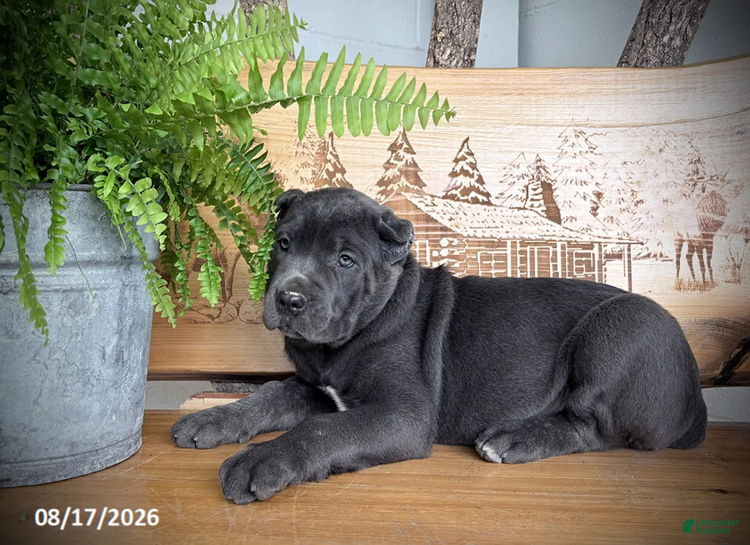 Cane Corso dogs for sale: Sasha - Ad 4