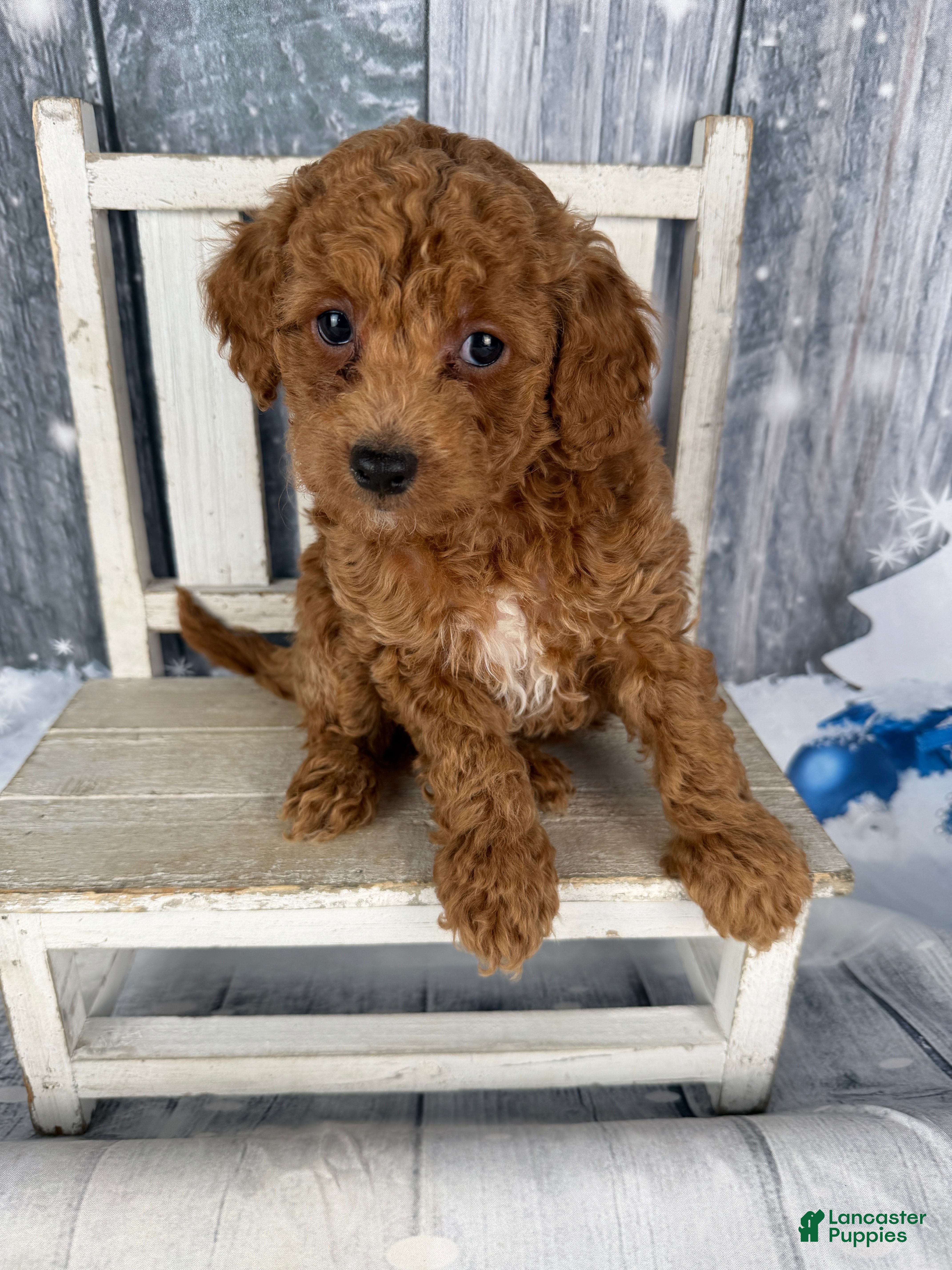 Cavapoo dogs Red - Ad 3