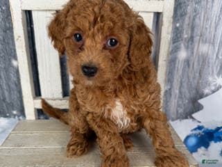 Cavapoo dogs Red - Ad 27